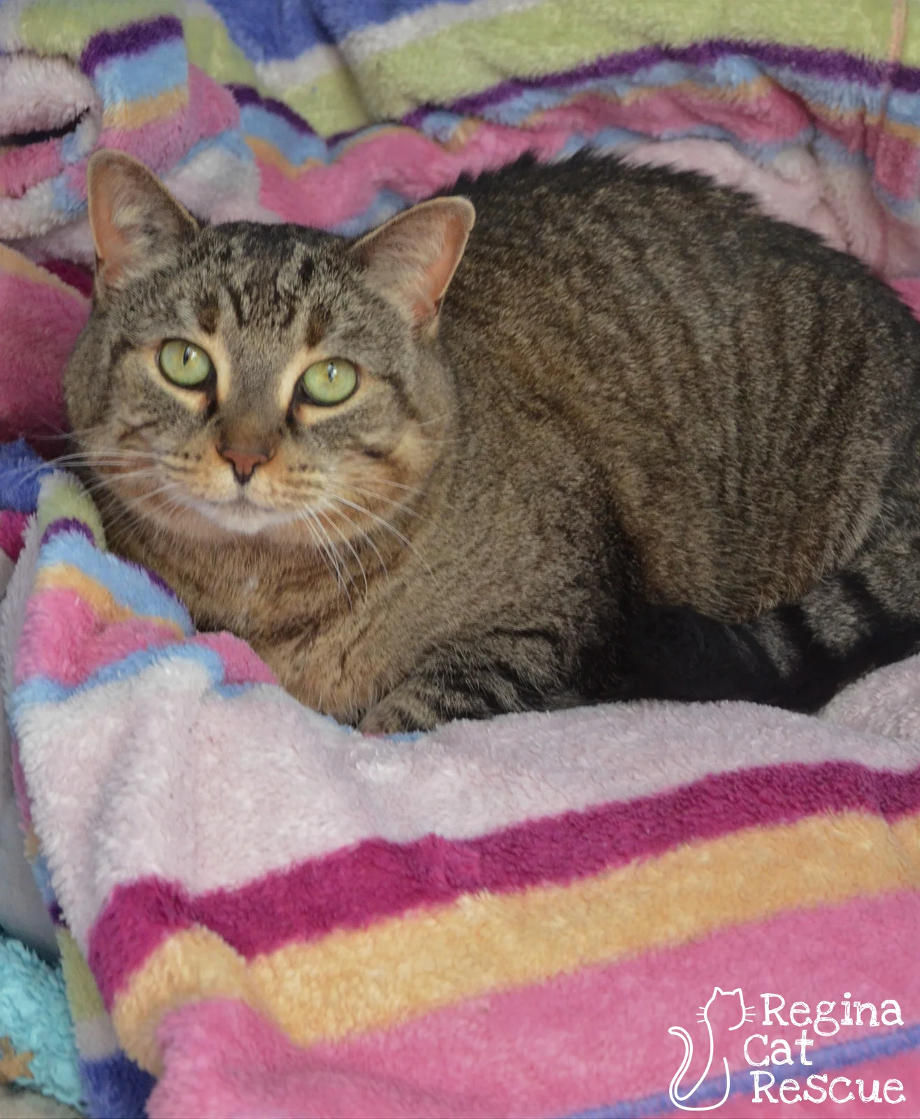 Photos of Honey by RB Photography