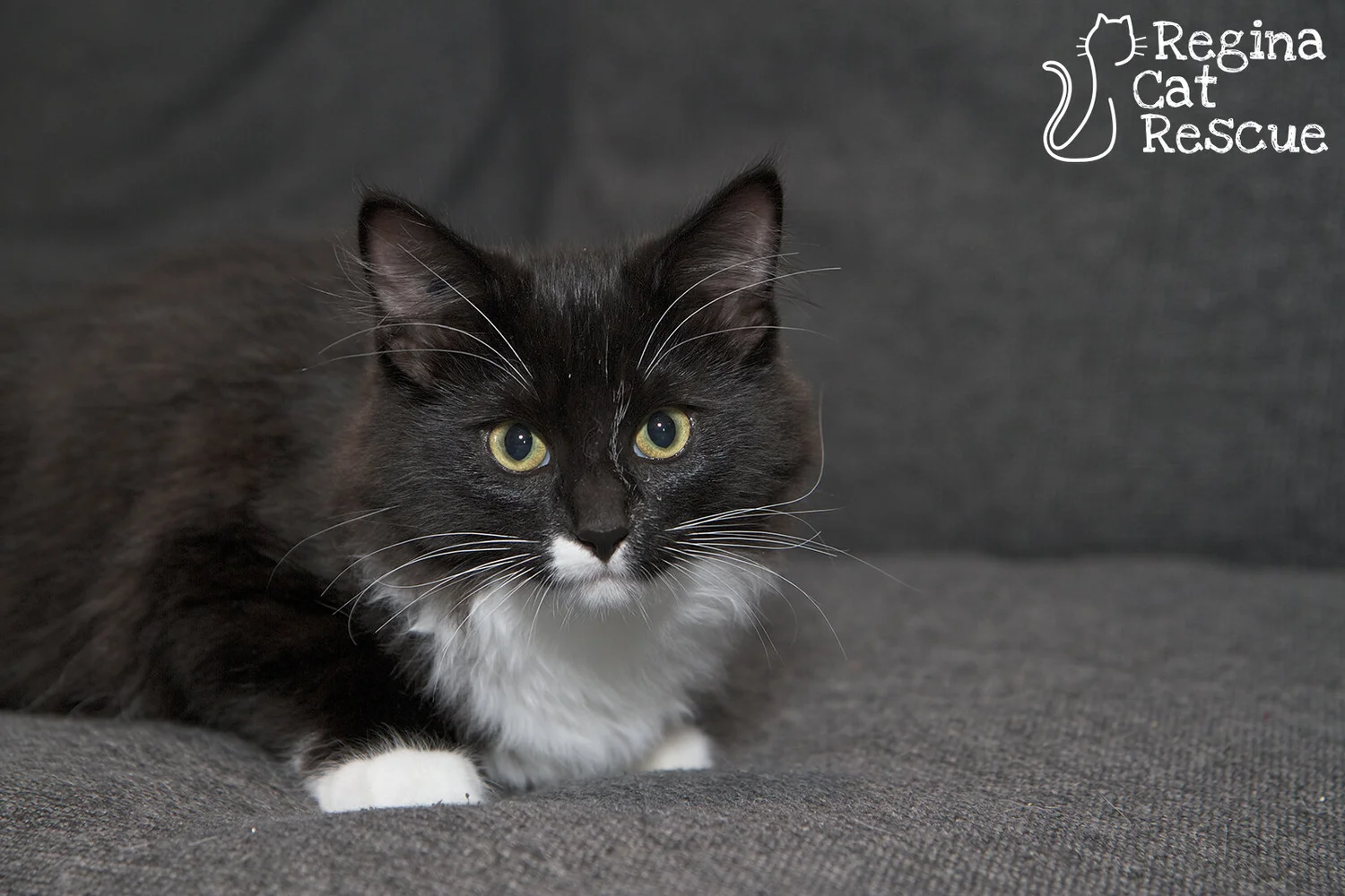 Latte Regina Cat Rescue