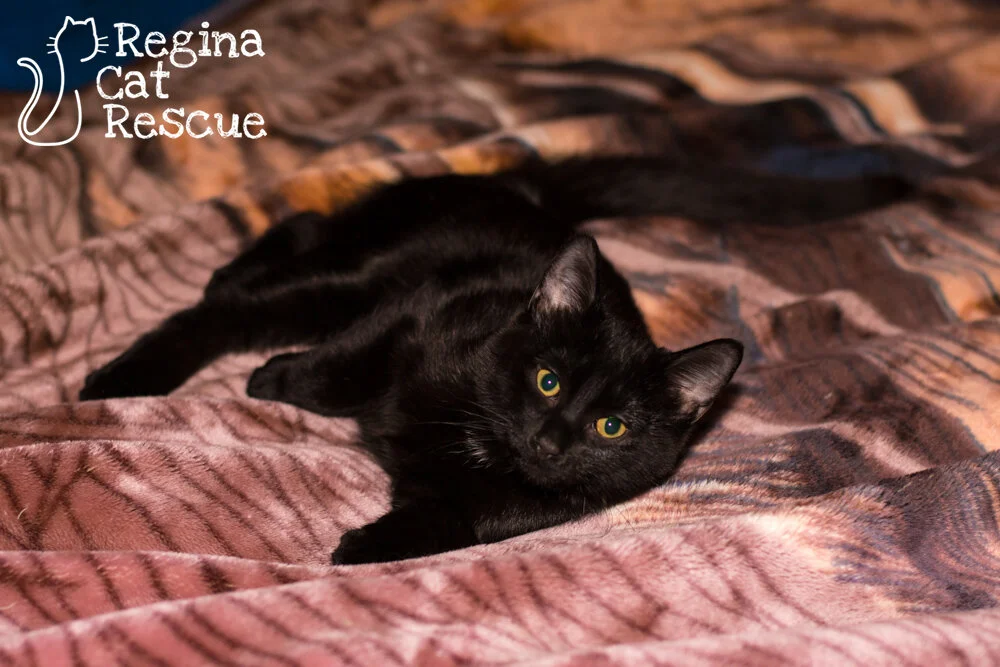 Photos of Vega by Lindsey Sawatsky - Frozen Moments Photography