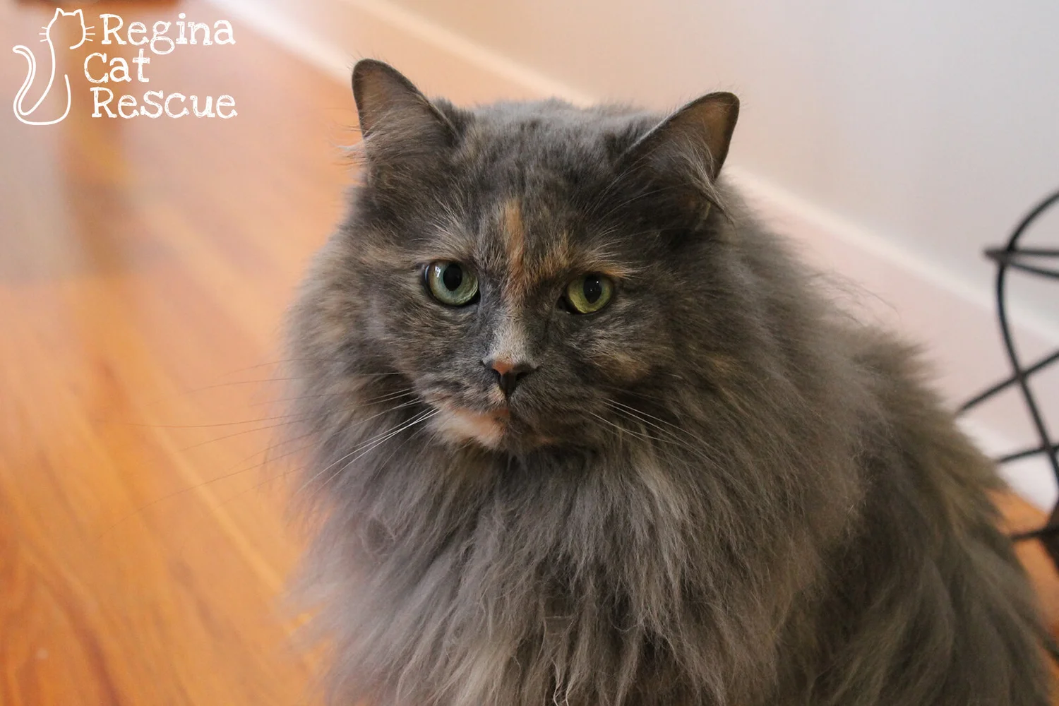 Hyacinth Regina Cat Rescue