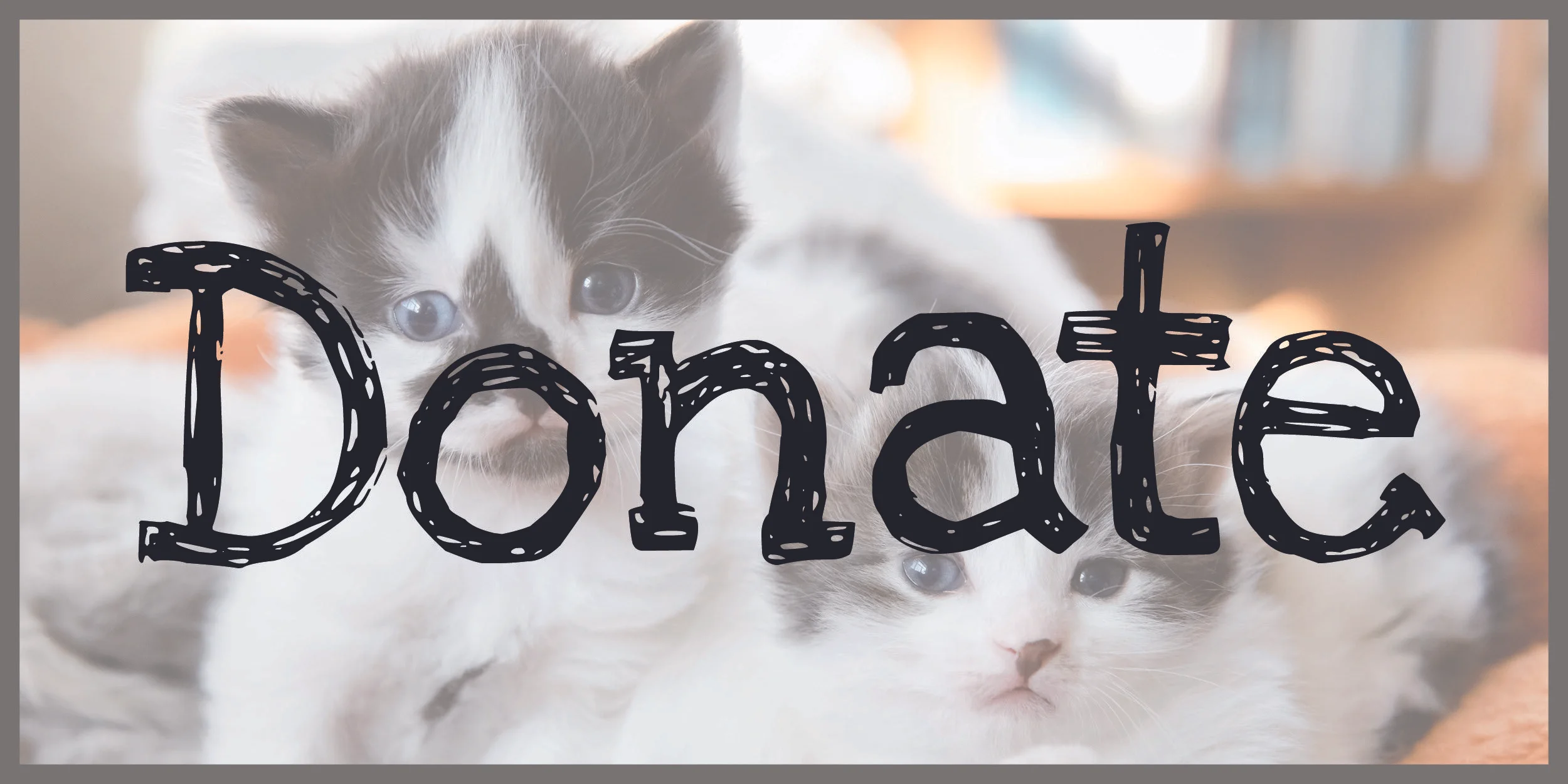 Tommy — Regina Cat Rescue