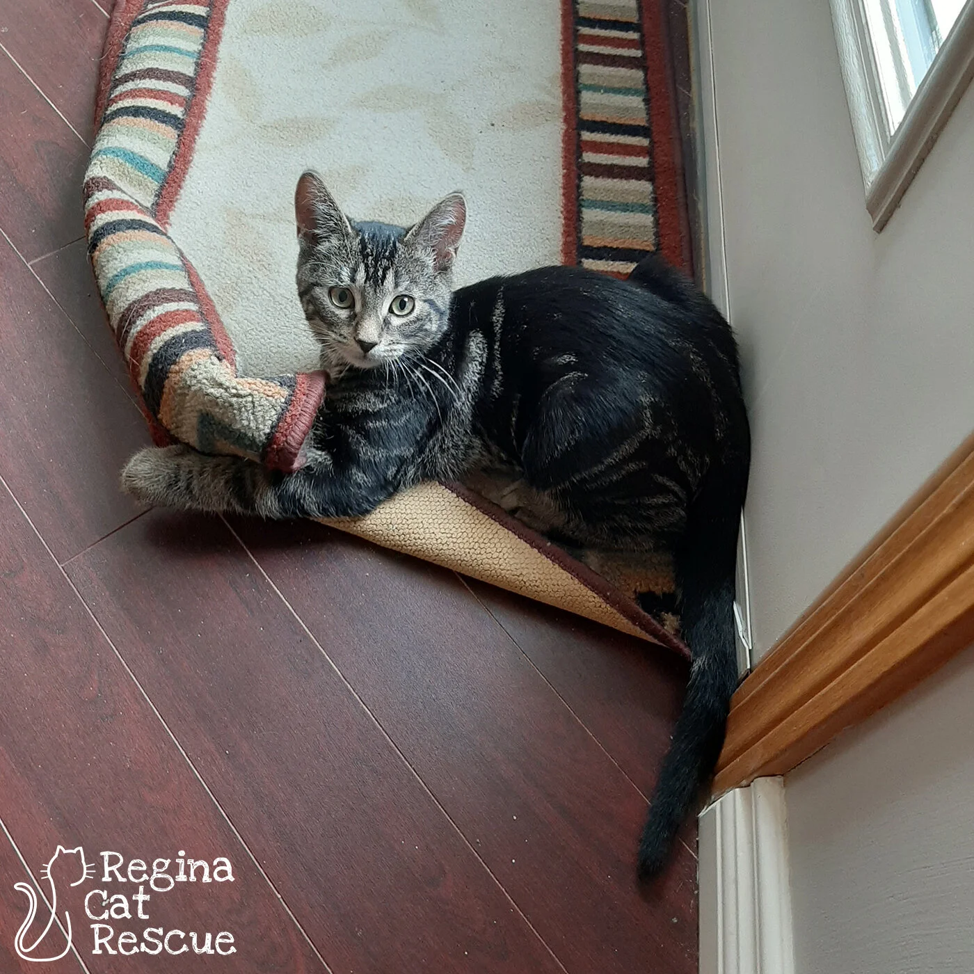 Percy-August2020.jpg