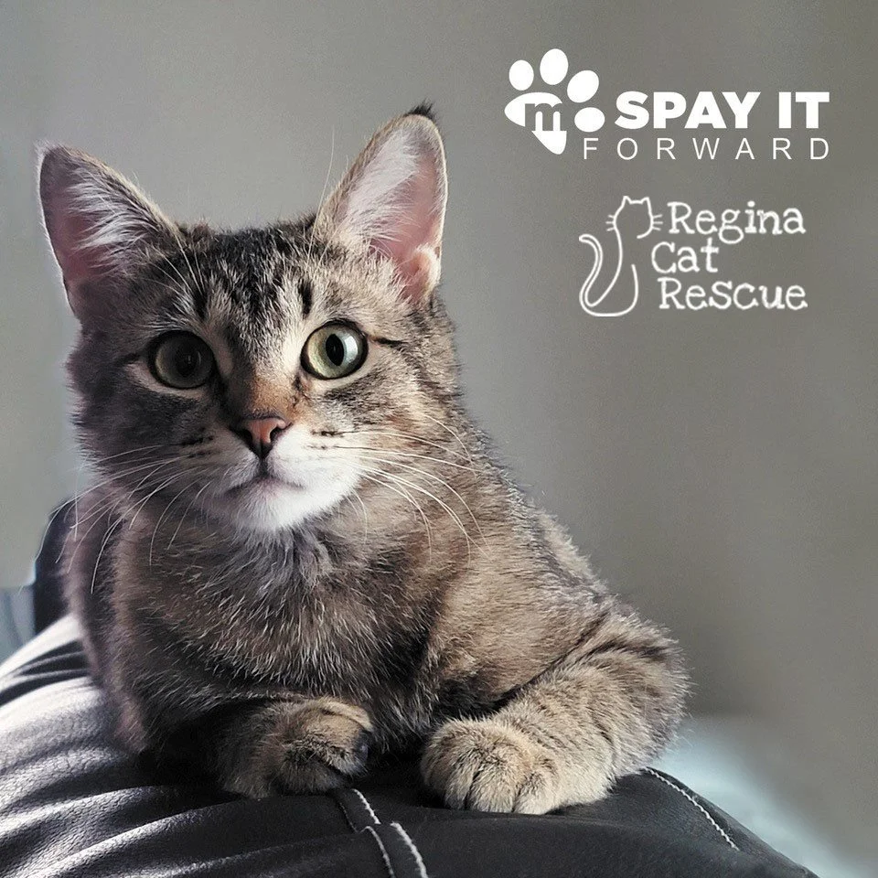 Brenna — Regina Cat Rescue