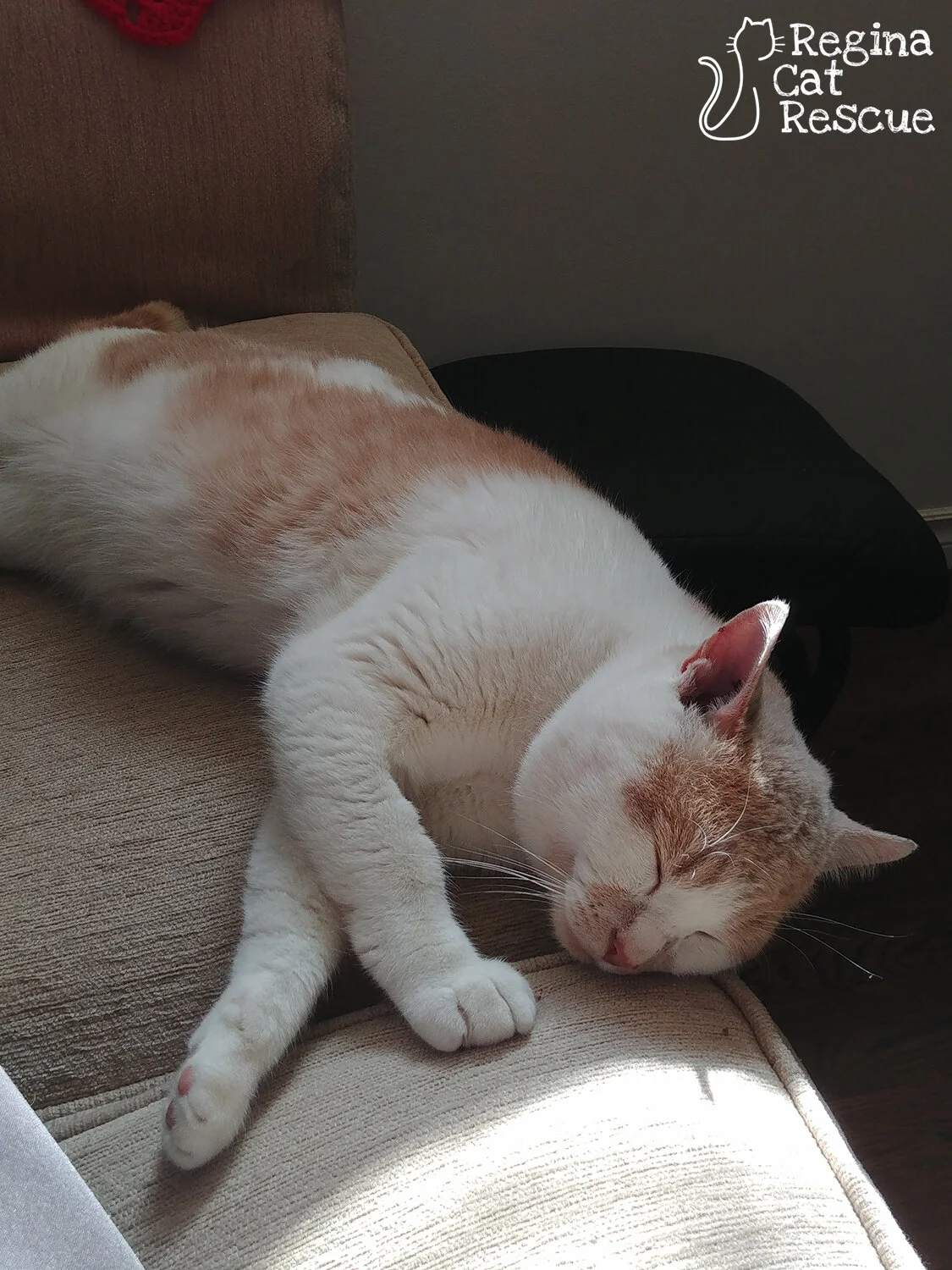 Rafters — Regina Cat Rescue