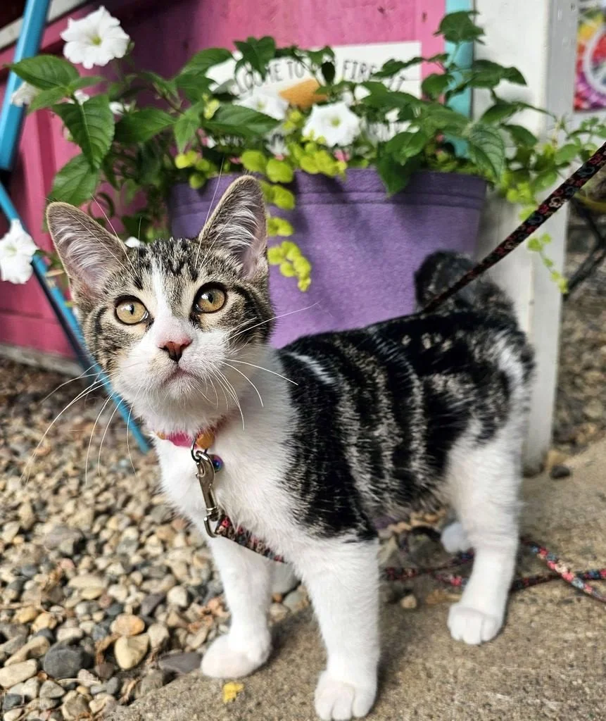 Gus