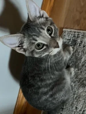 Catniss