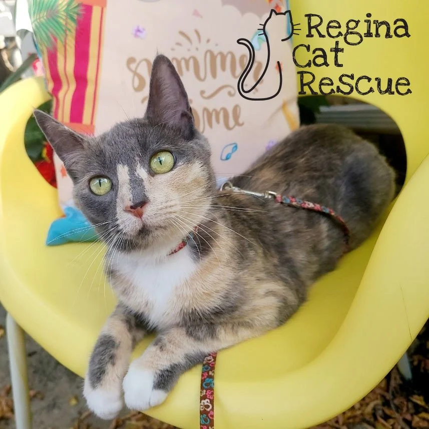 Janesse — Regina Cat Rescue