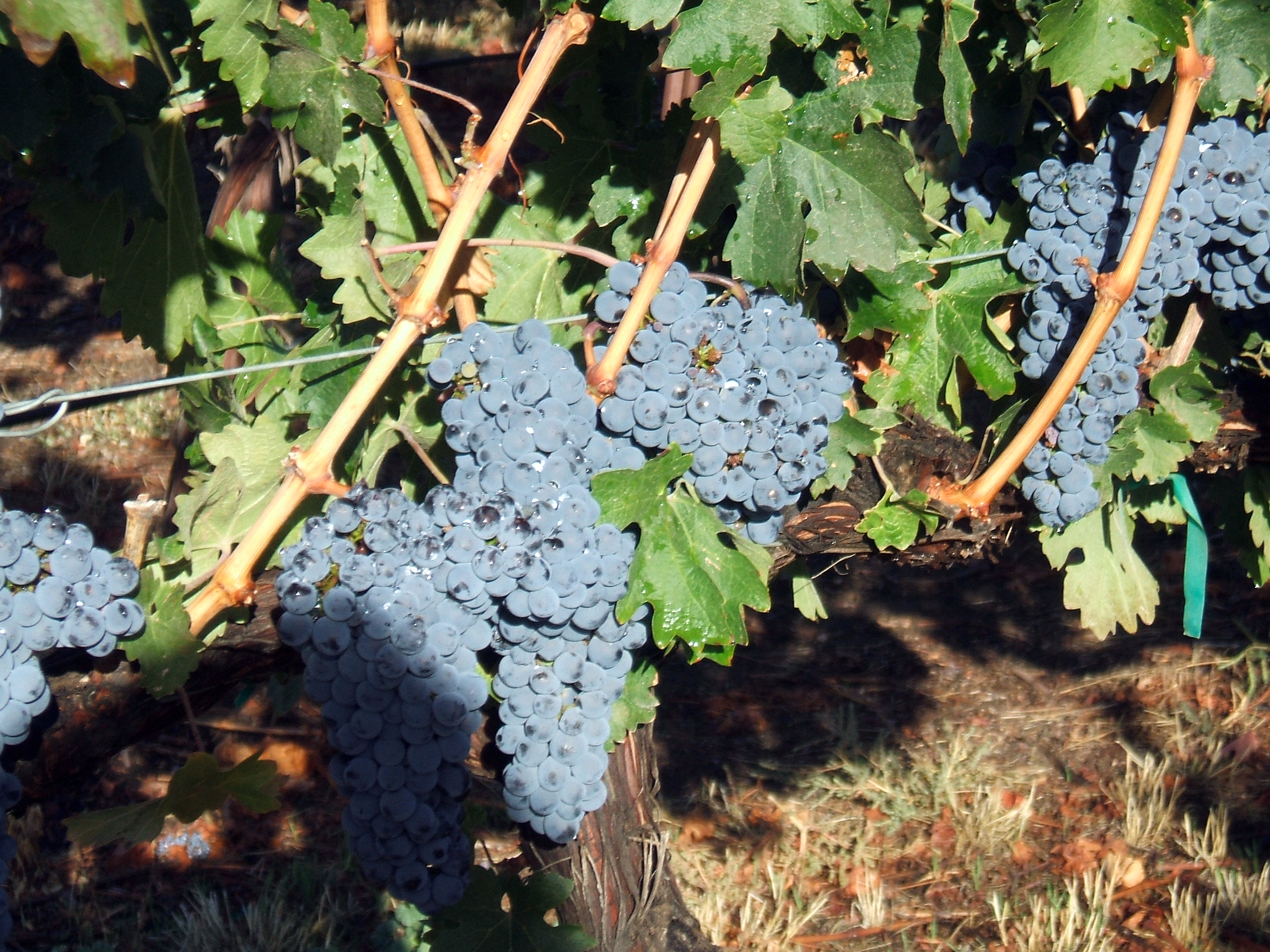 2007 Cabernet Sauvignon, Kestrel Vineyards