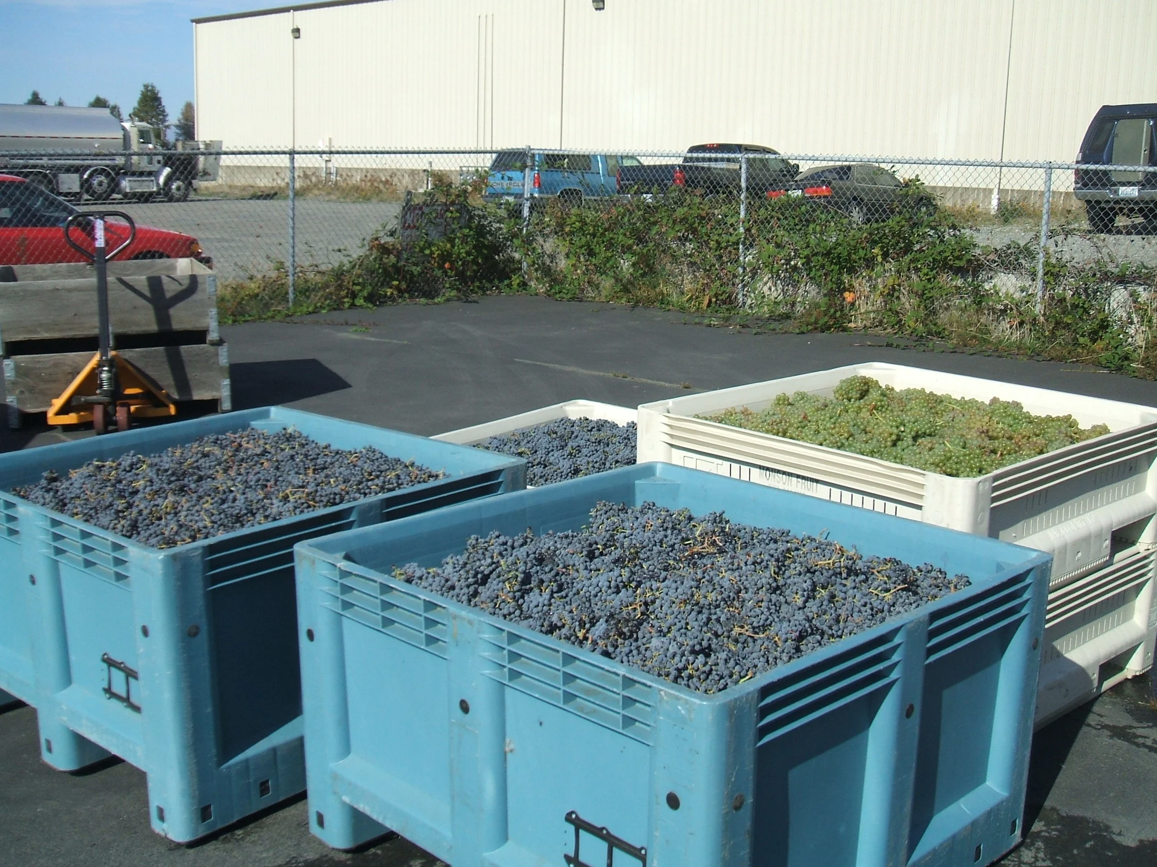Cabernet and Marsanne grapes
