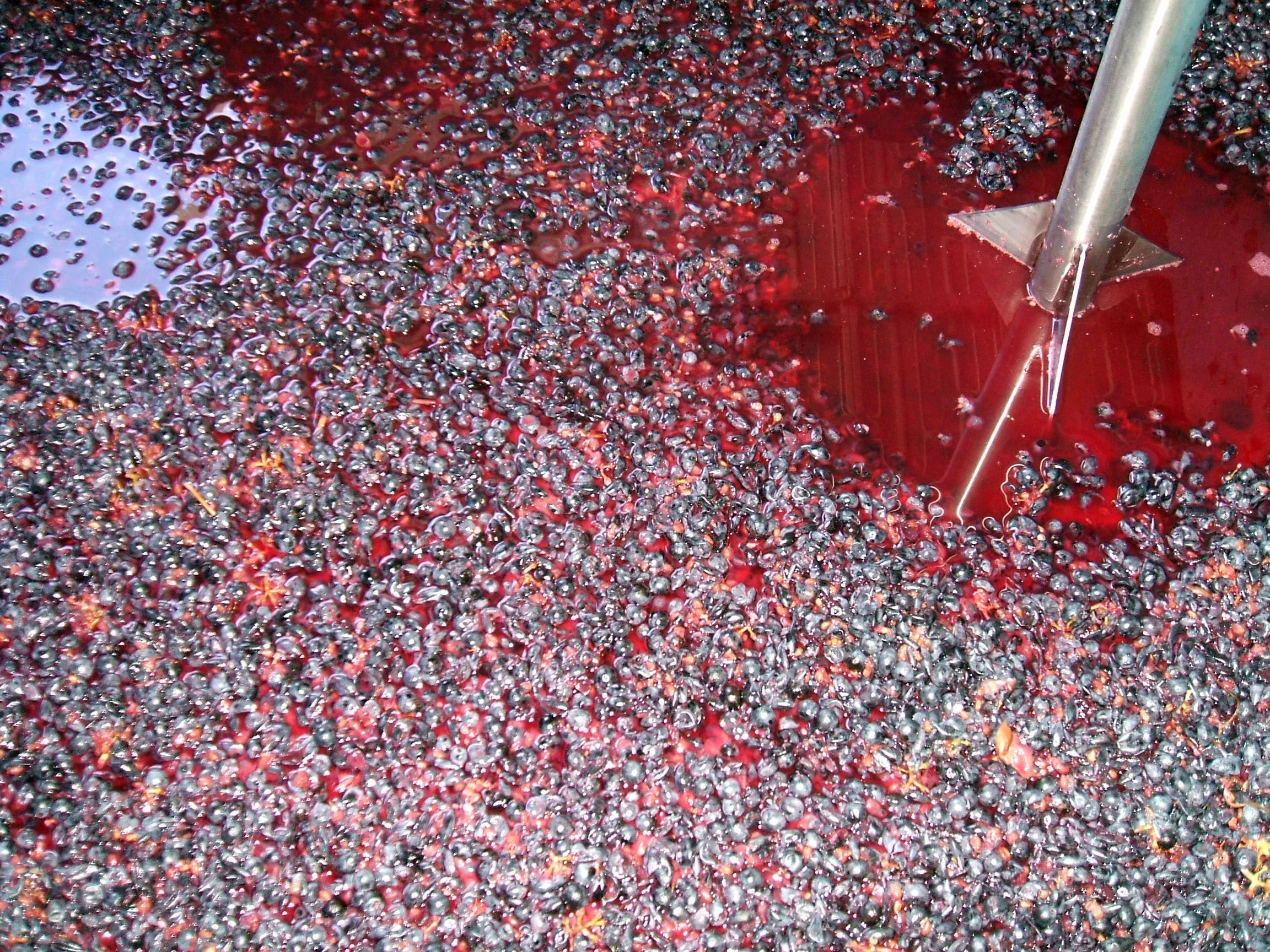 Cabernet Sauvignon skins in Marsanne juice, in a pre-fermentation, cold soak.