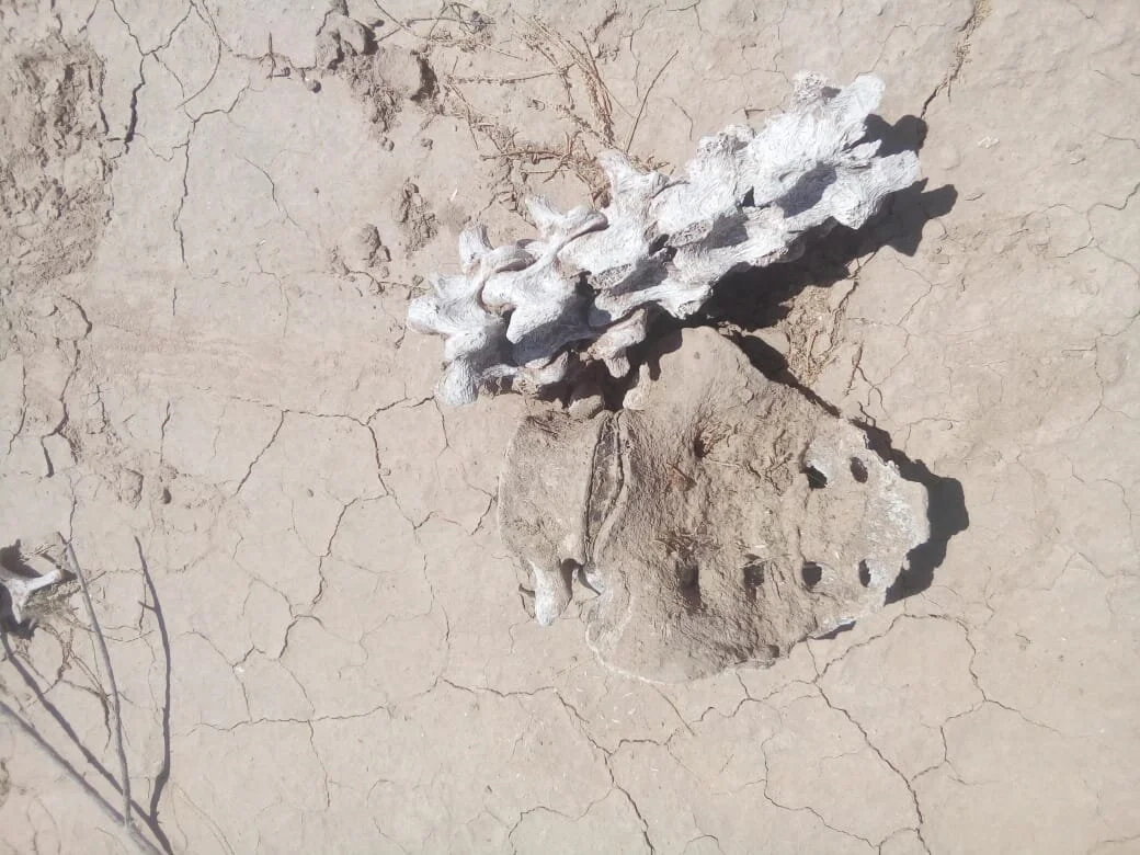 Brigadas de Búsqueda: Day 7