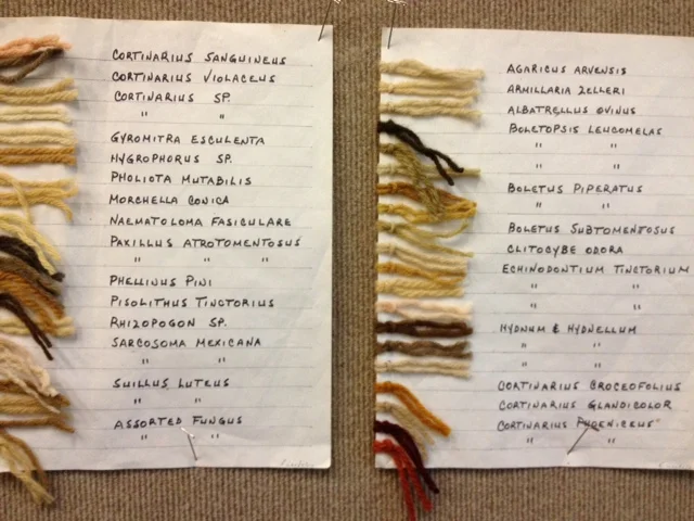 Mushroom and Lichen Dye Class at Thicket!