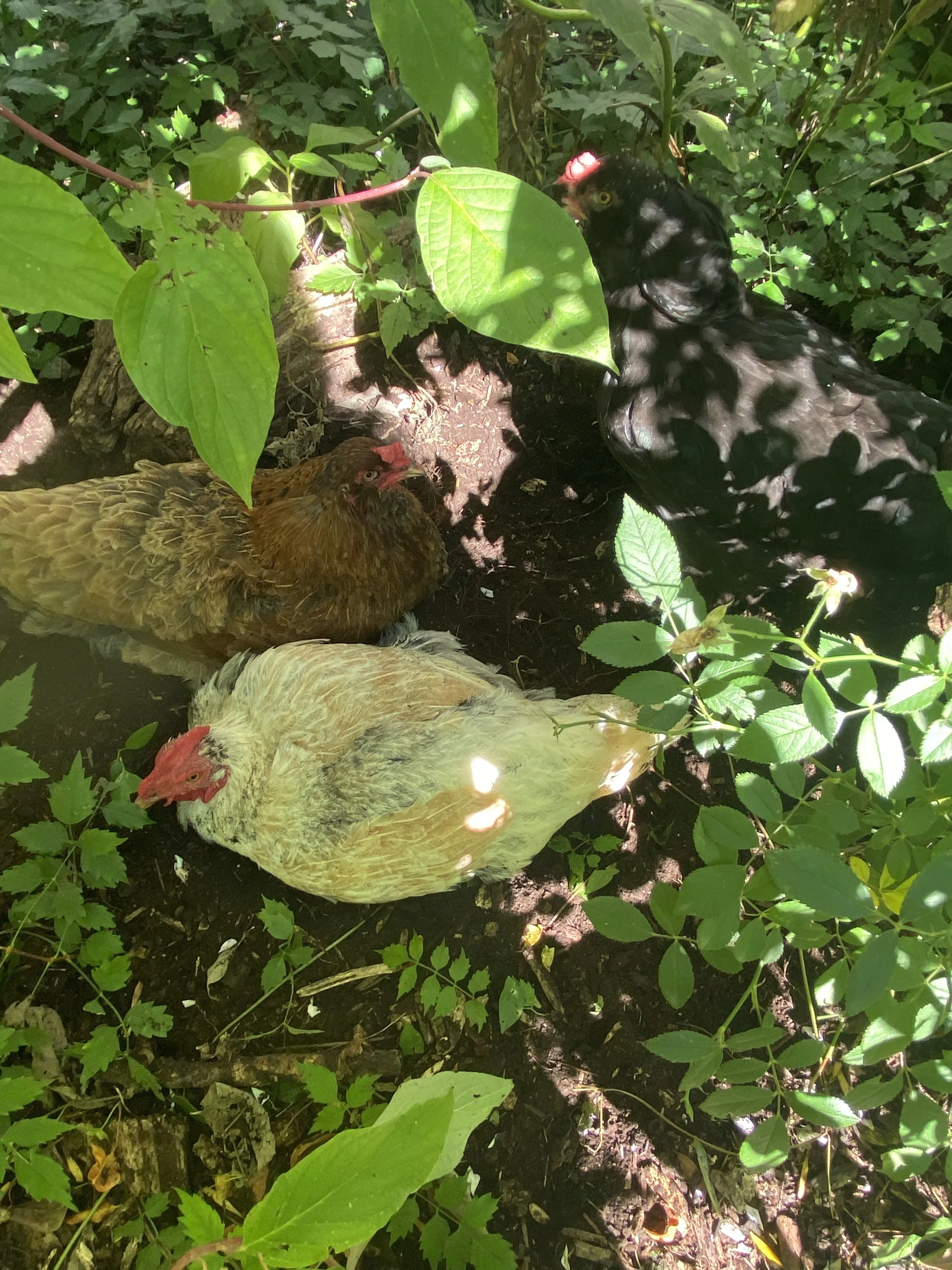 Brown Chicken White Chicken Black Chicken 2025