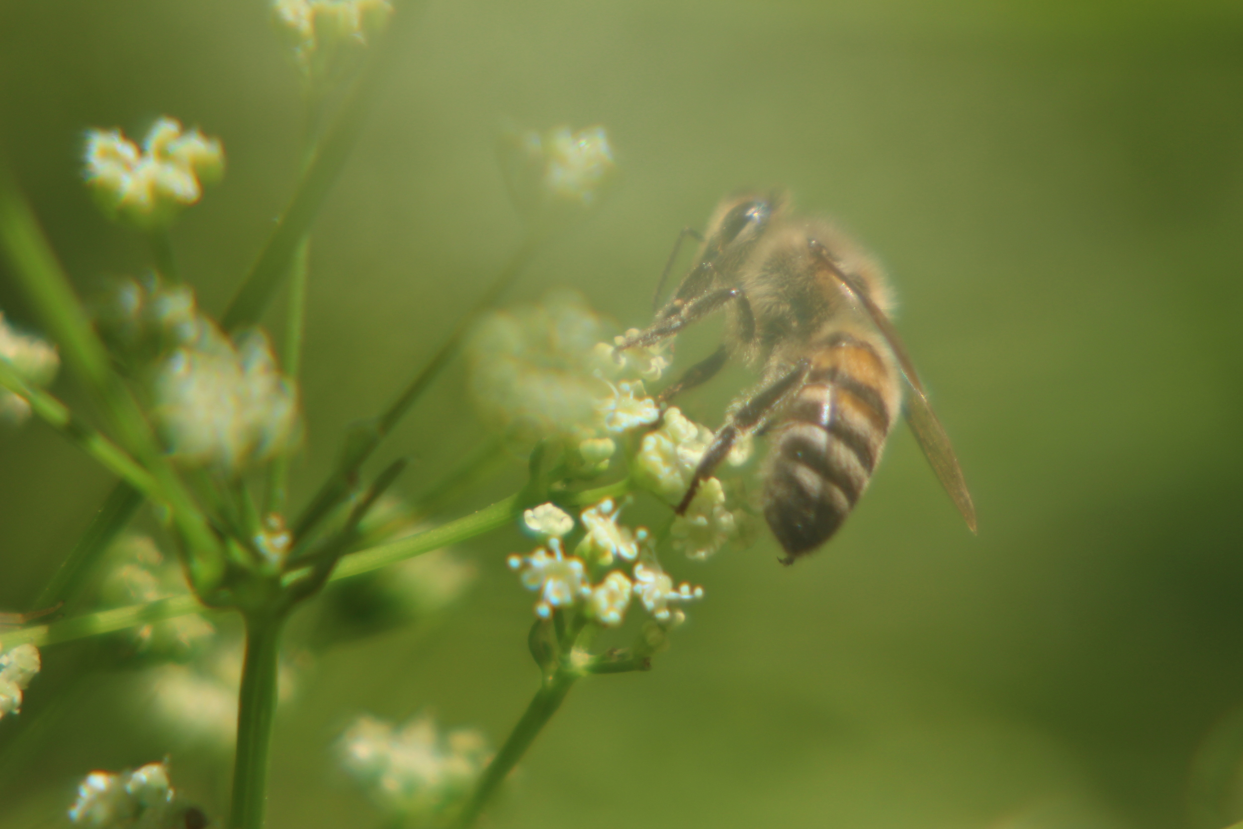 Bee on Celery Flowers.JPG