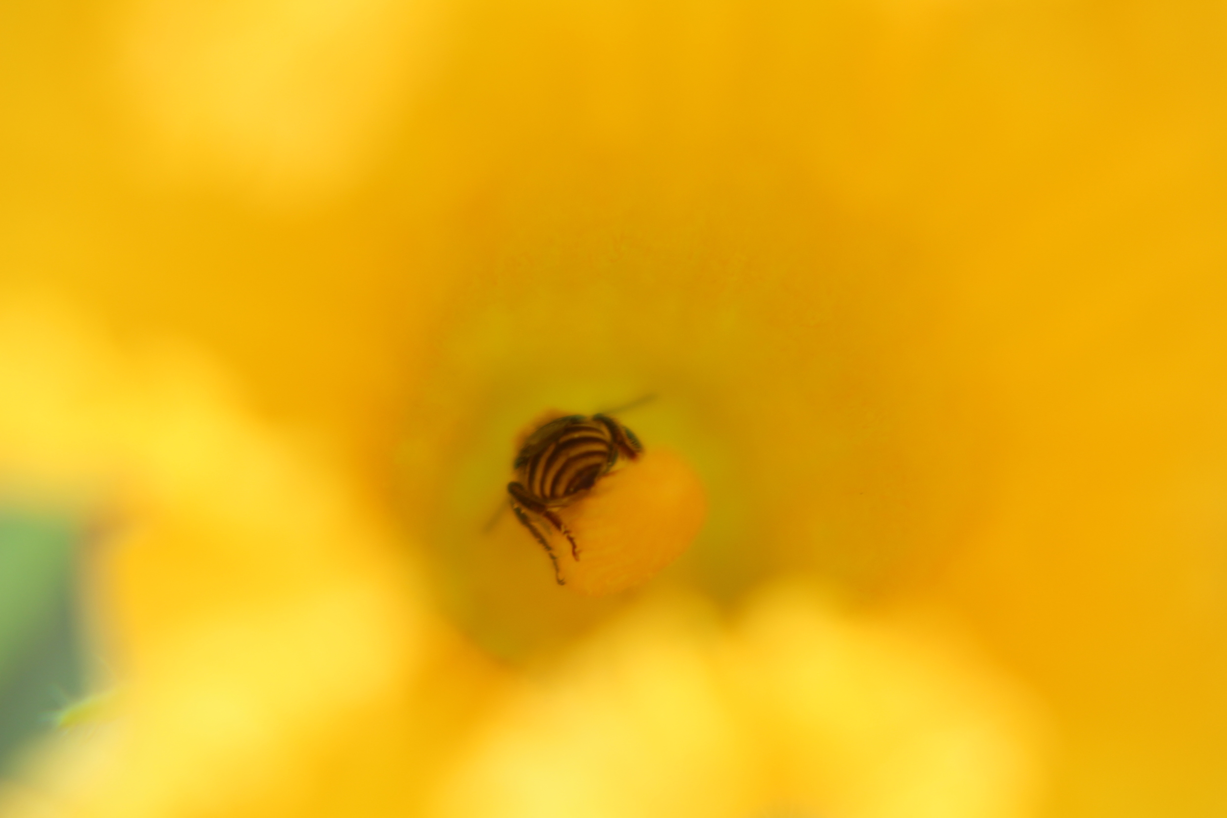 Bee in Squash blossom.JPG