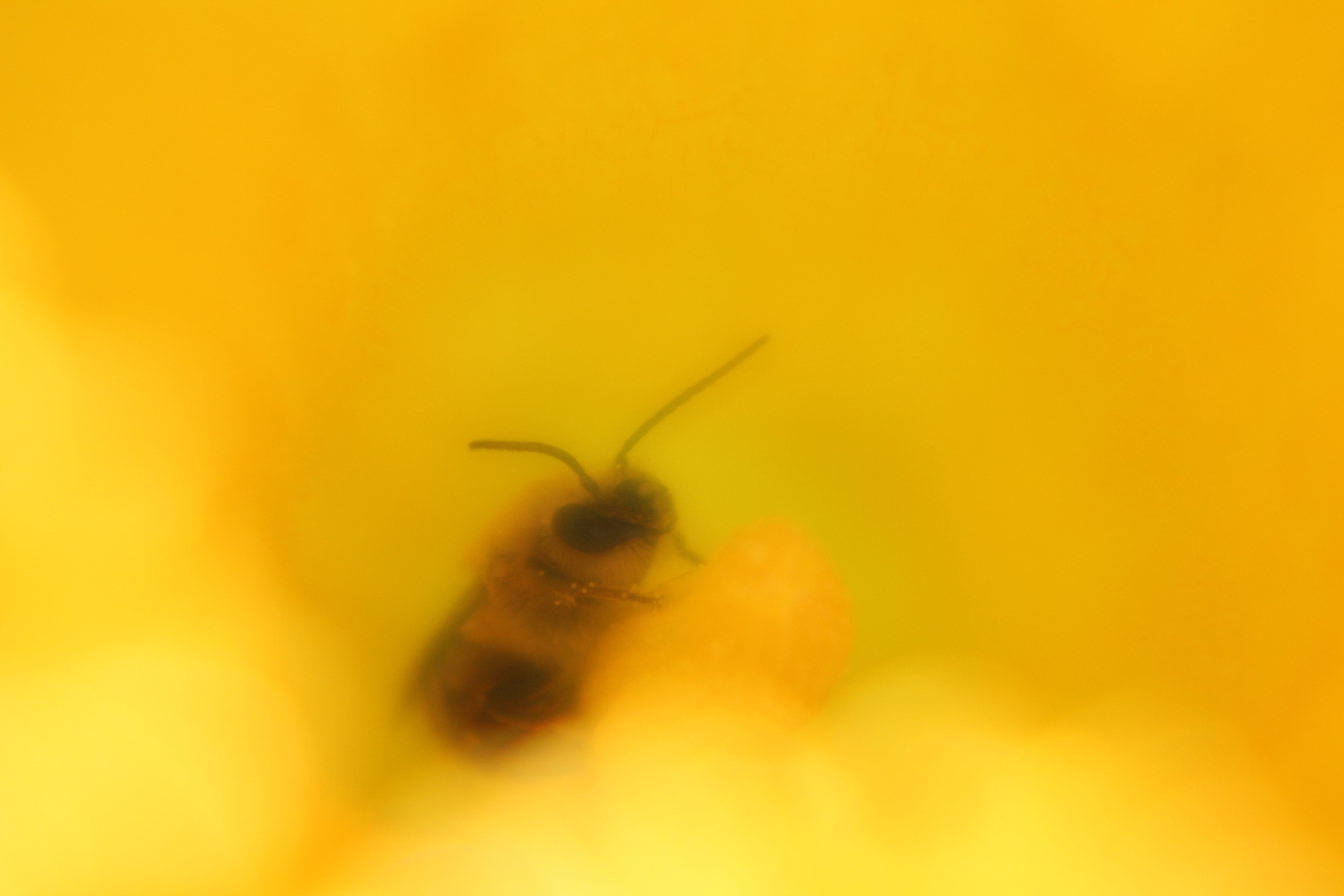 Bee in Squash blossom 2.JPG