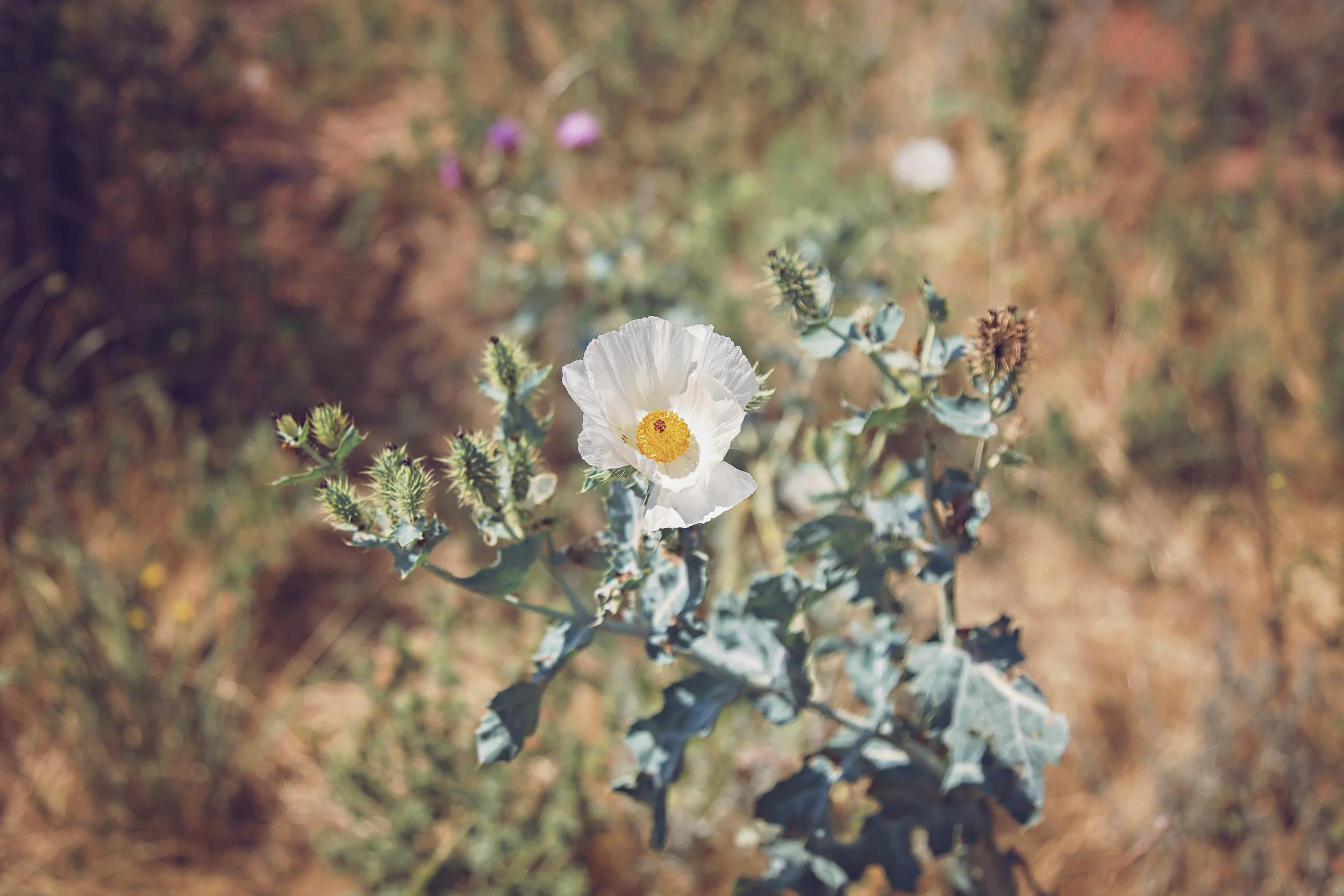 Minnestoa Photographer | Colorado | Our Life Project | ID Photography