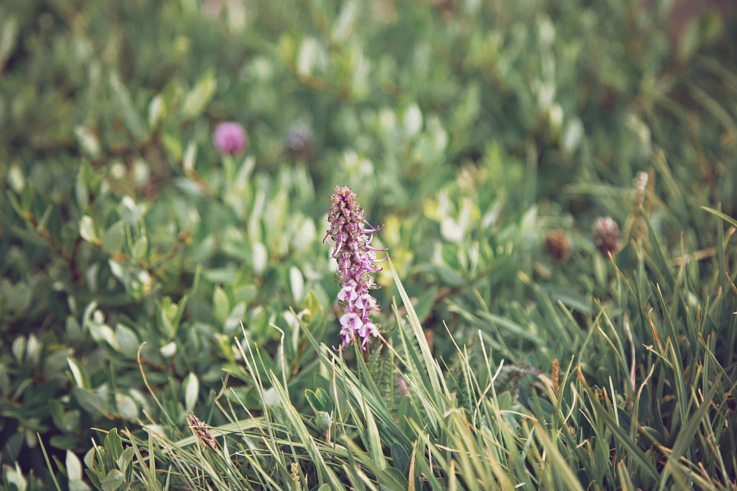 Minnestoa Photographer | Colorado | Our Life Project | ID Photography