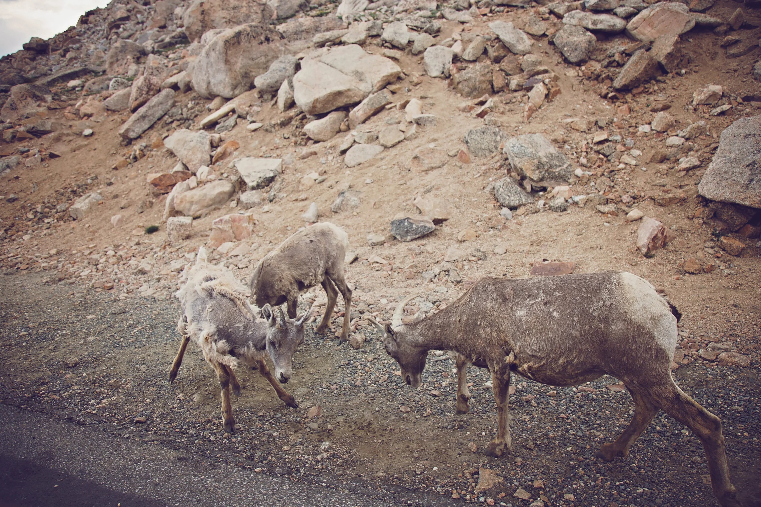 Minnestoa Photographer | Colorado | Our Life Project | ID Photography