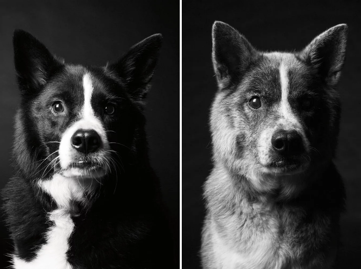 When Young Dogs Become Old