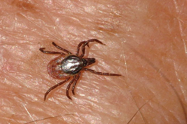 Sheep Tick Credit: James Lindsey at Ecology of Commanster [CC BY-SA 2.5