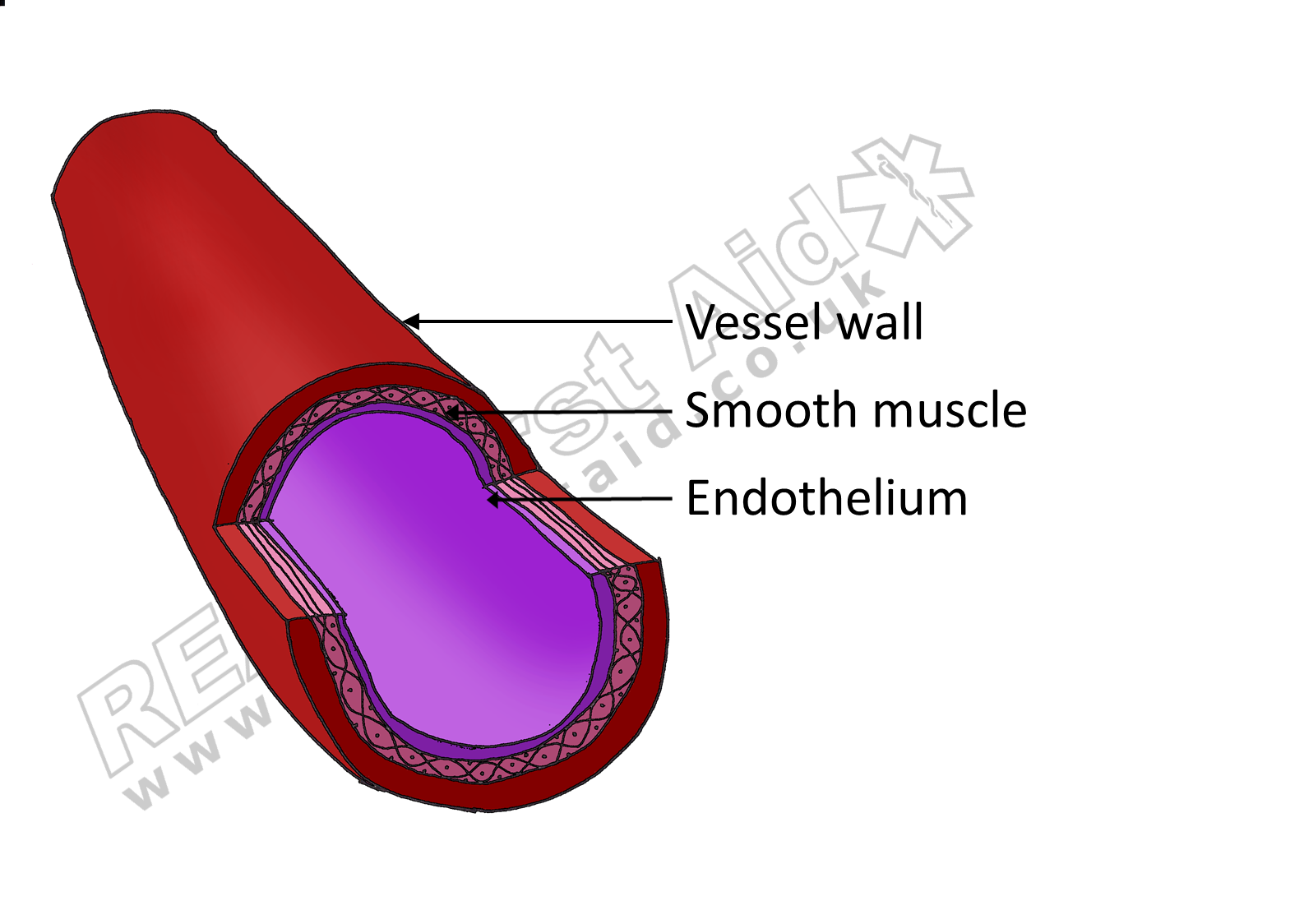 A healthy blood vessel