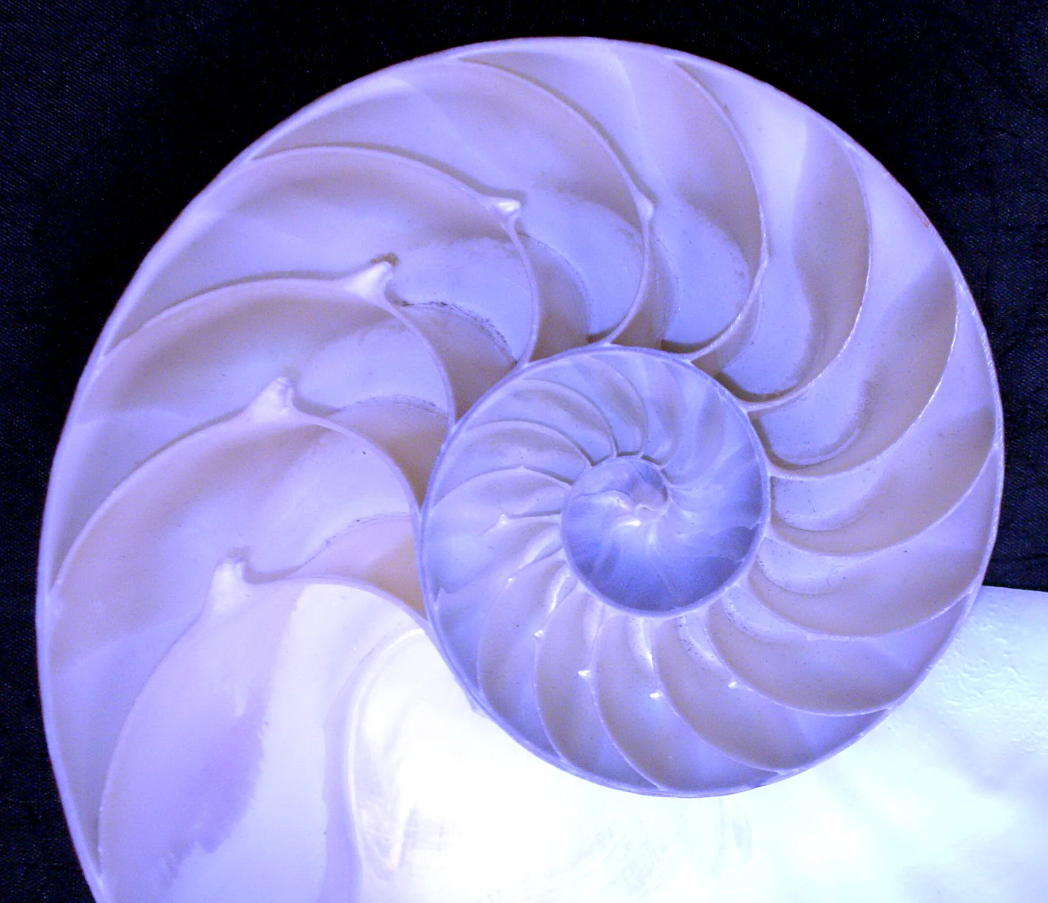 26b Nautilus shell.jpg