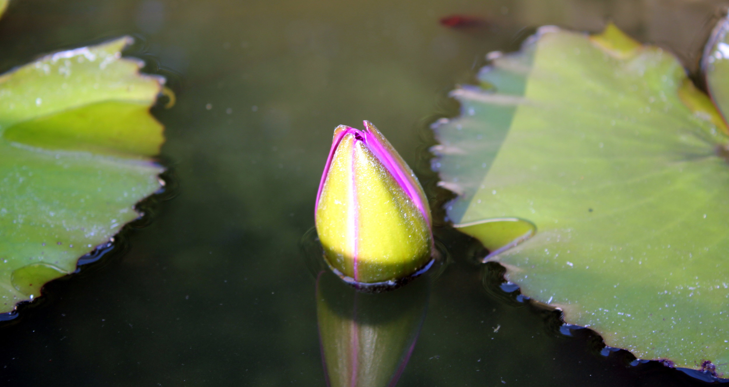 I have had to trust the urge to move upwards even though I cannot see through the muddy waters of life's expectations.