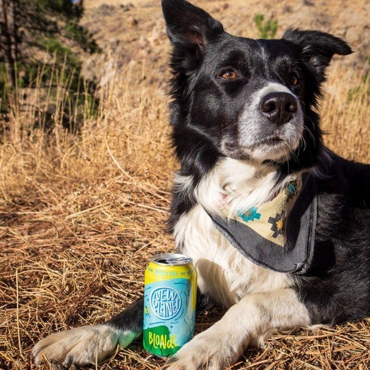 It's important to understand that even a small amount of gluten can have a significant impact on individuals with celiac disease. That's why we love distributing @newplanetbeer
A gluten free beer for all! 
Paw-sitively the best!!

#SKIBeer #NYCBeer #