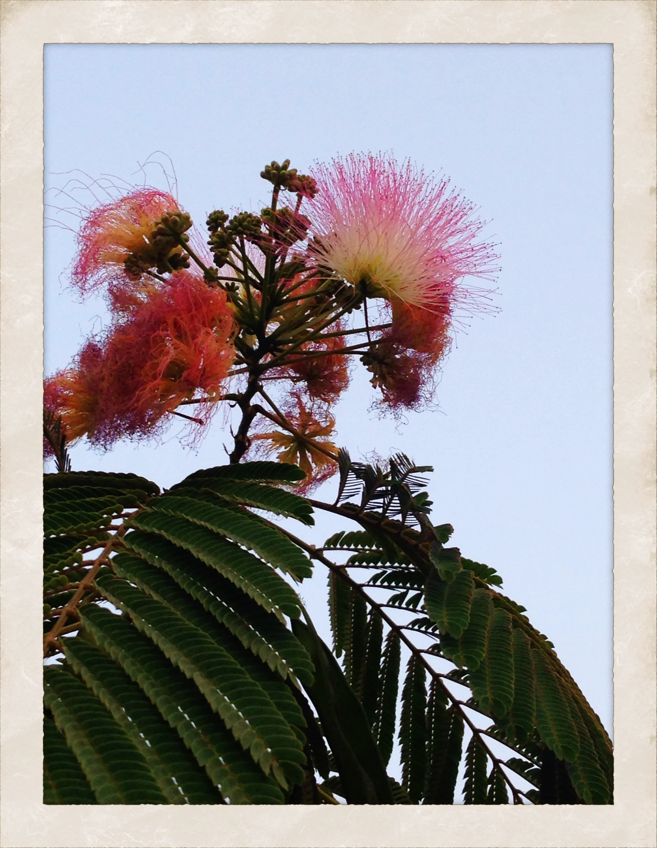 Beautiful flowers everywhere.