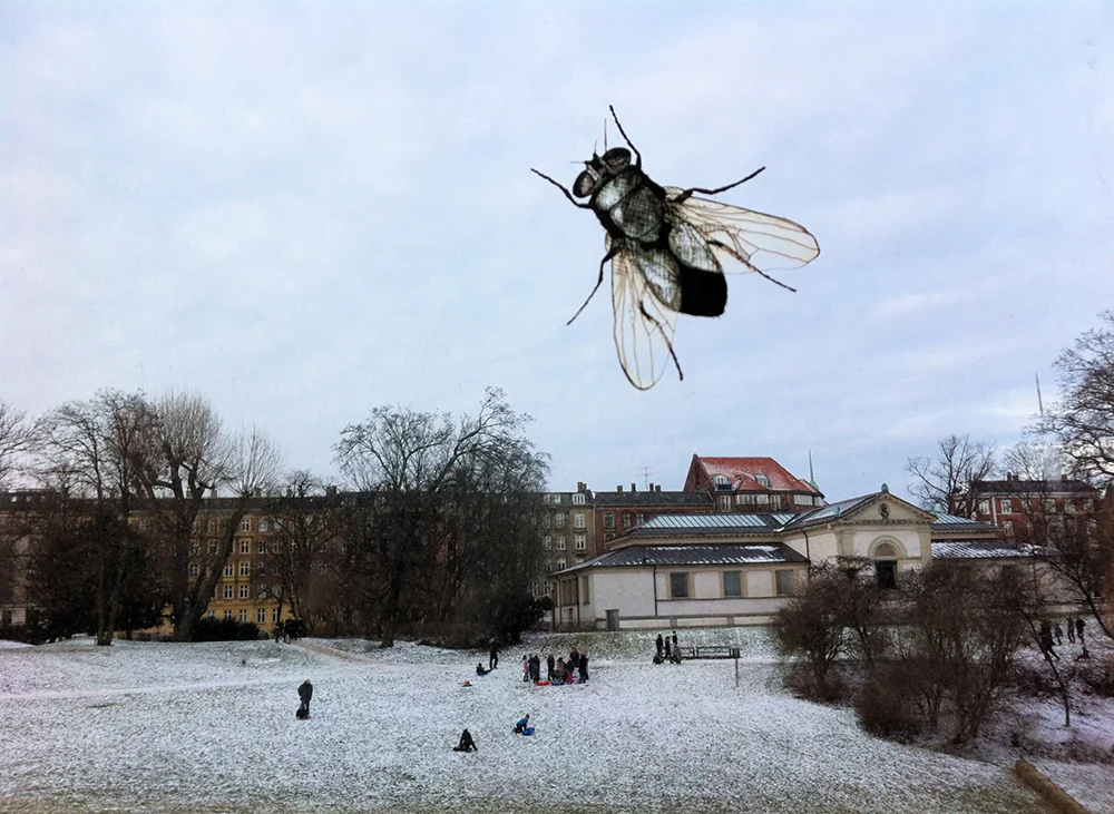 Danish fly, Copenhagen.