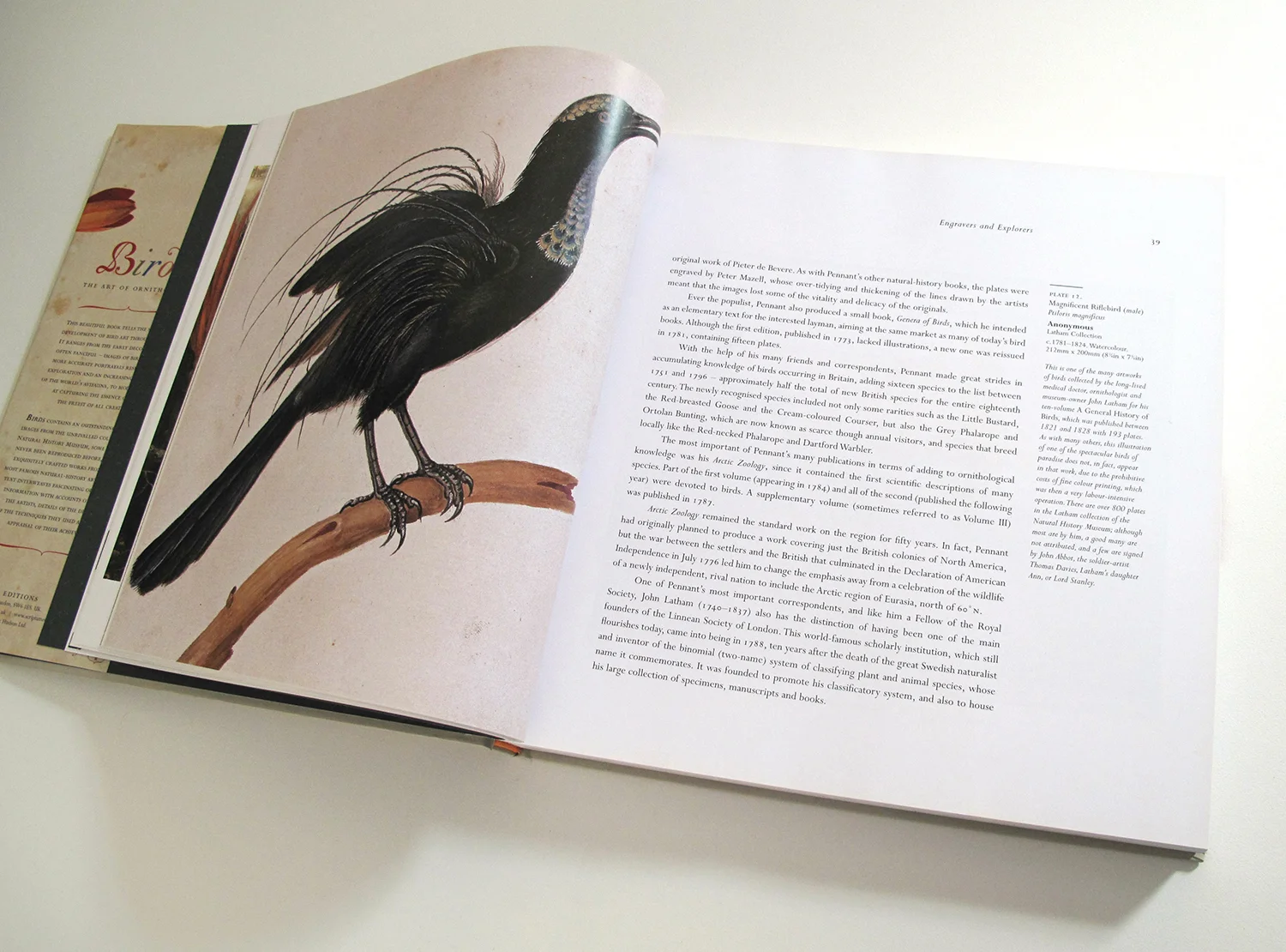 sqsp_birdsNHM_07.jpg