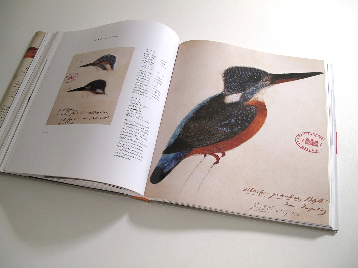 sqsp_birdsNHM_10.jpg