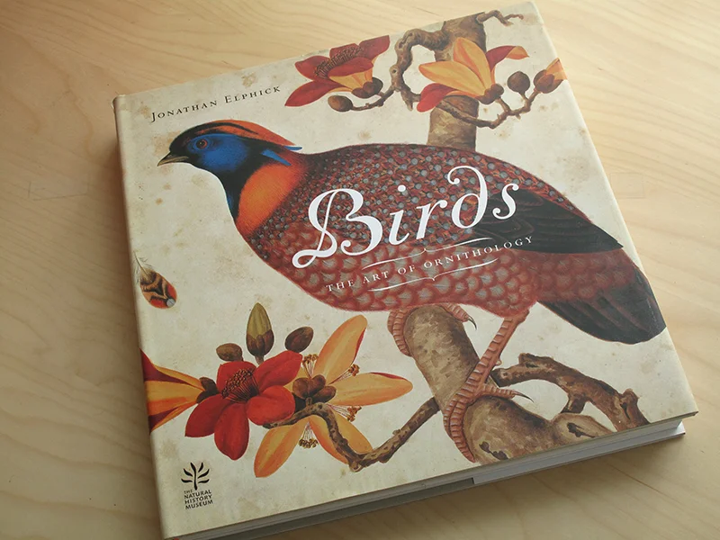 sqsp_birds_08.jpg