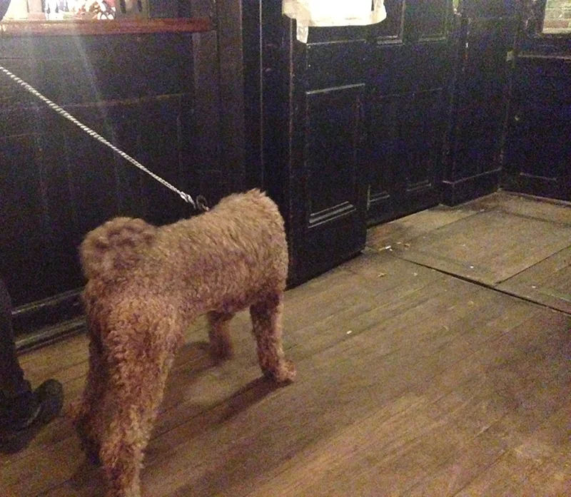 Dog in public house