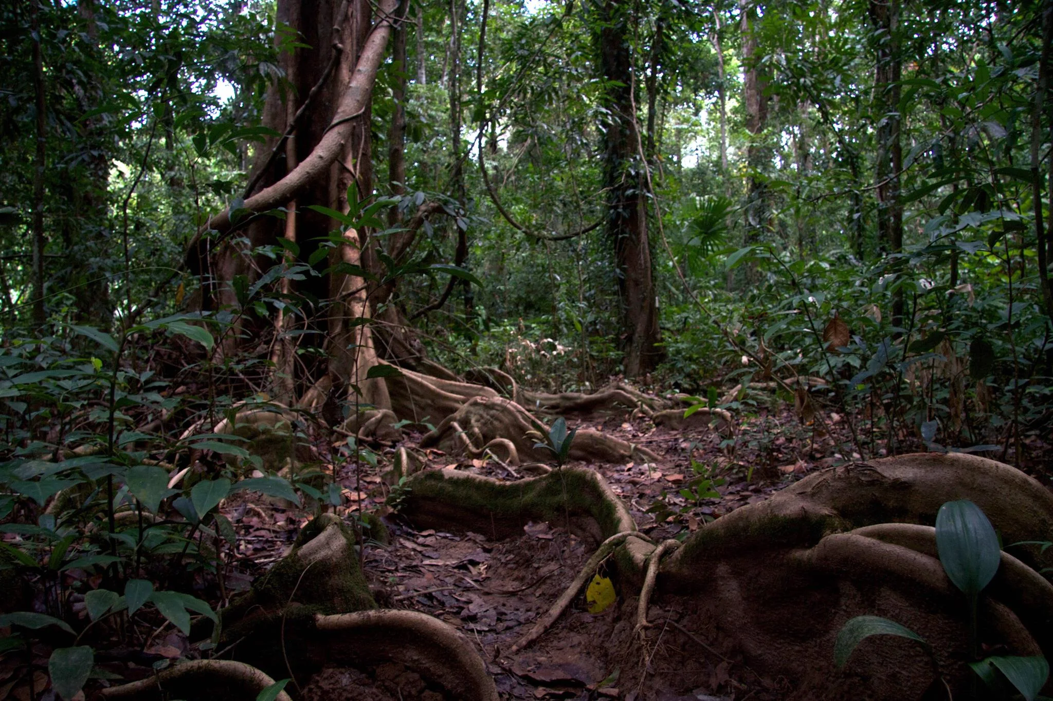 Moruga — On Cotton Hill — Kapok Hotel
