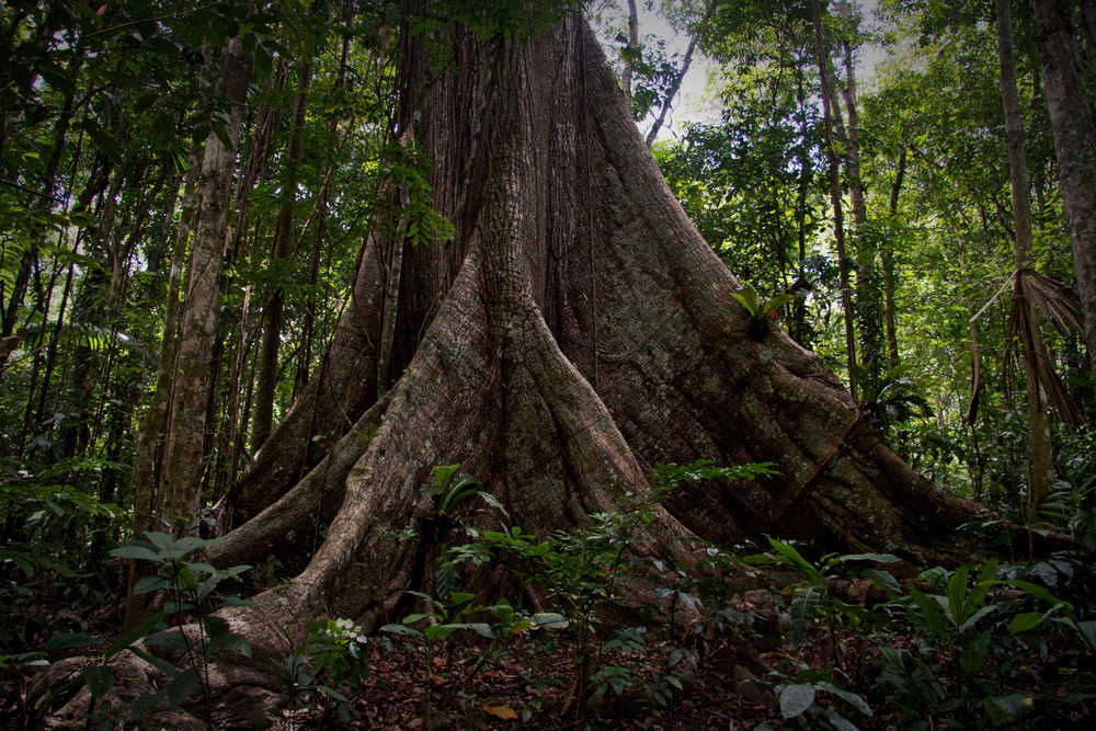  Moruga Kapok Tree 