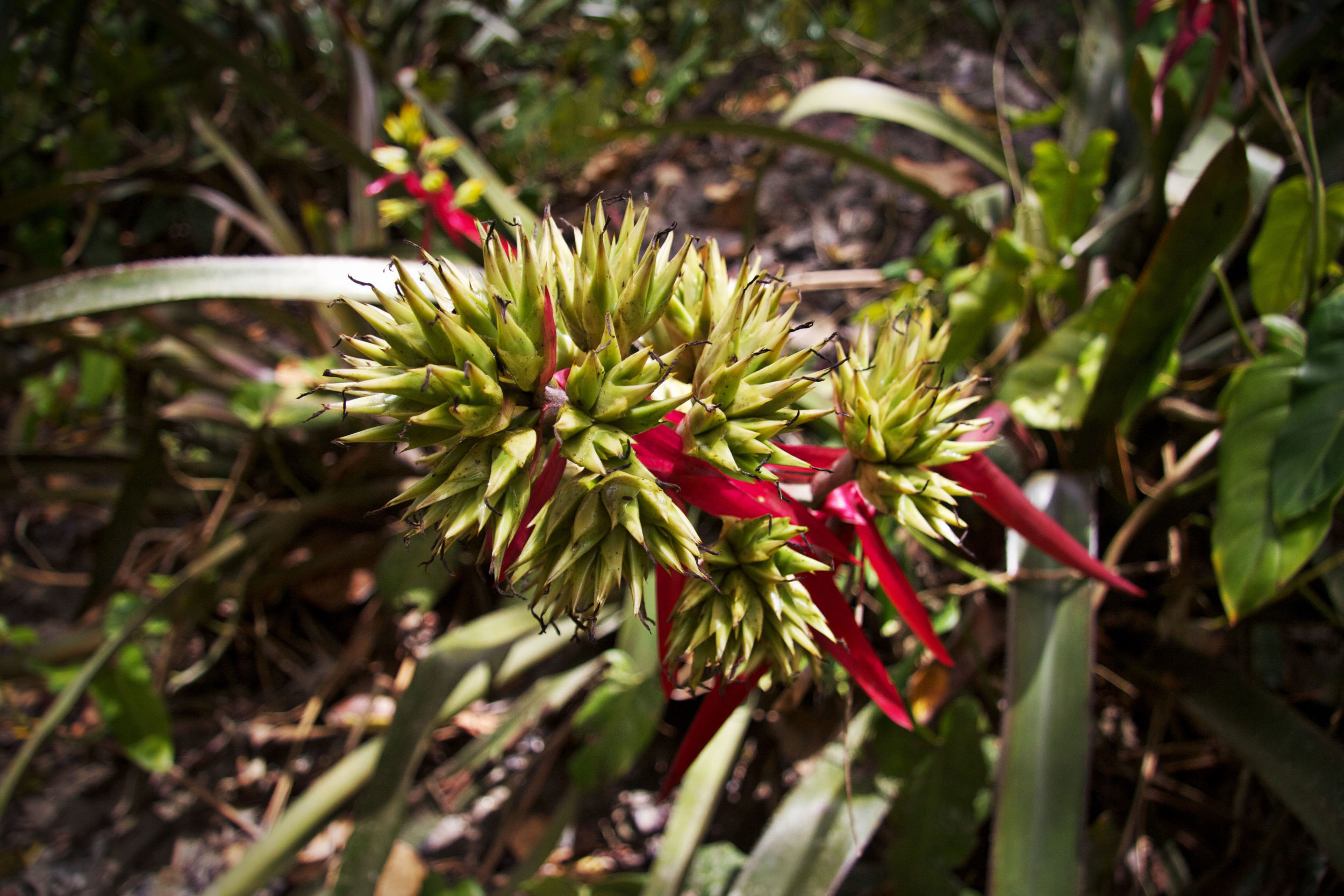  Wild Bromeliad 