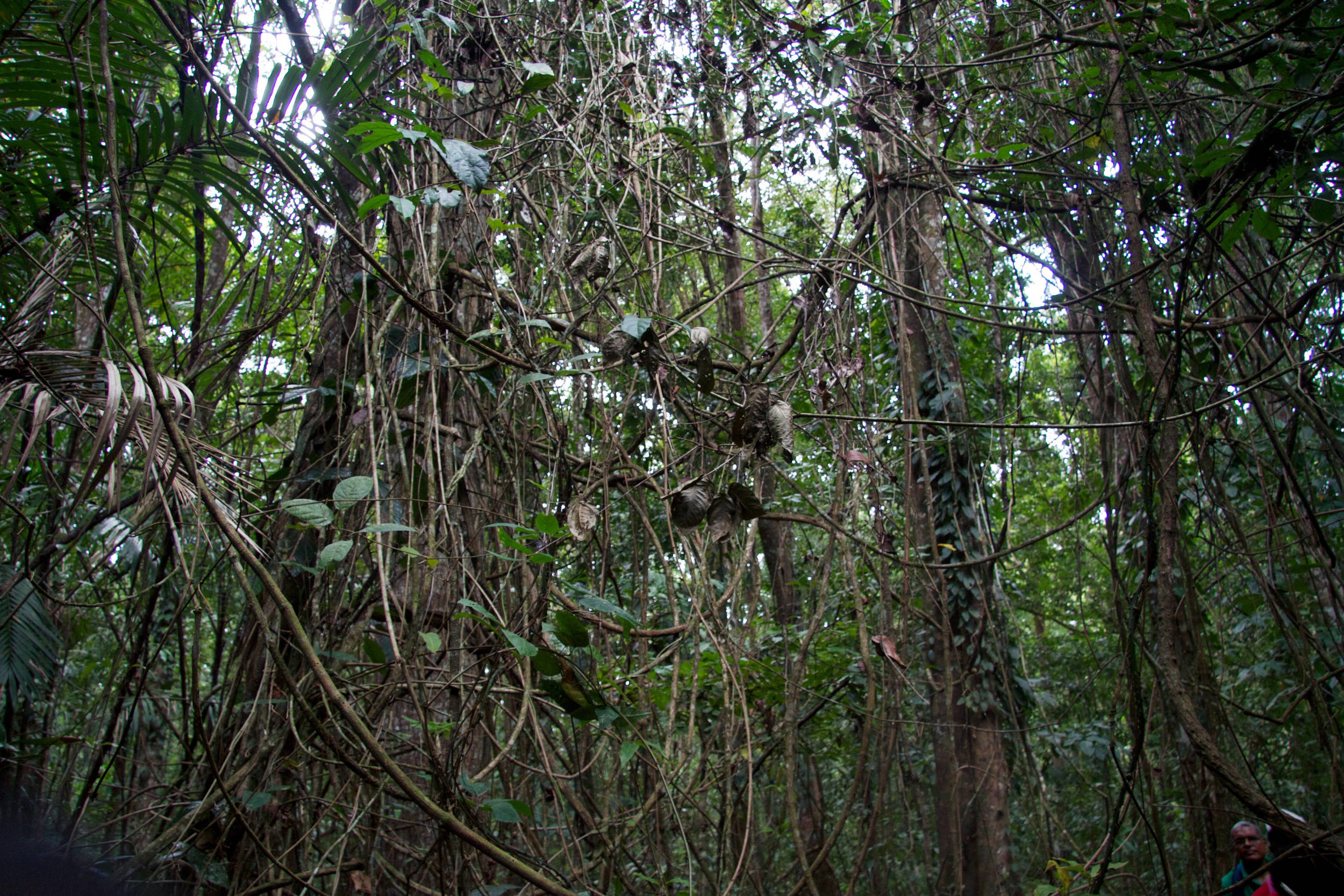  Moruga Forest 