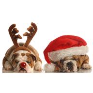 christmas+dogs.jpg