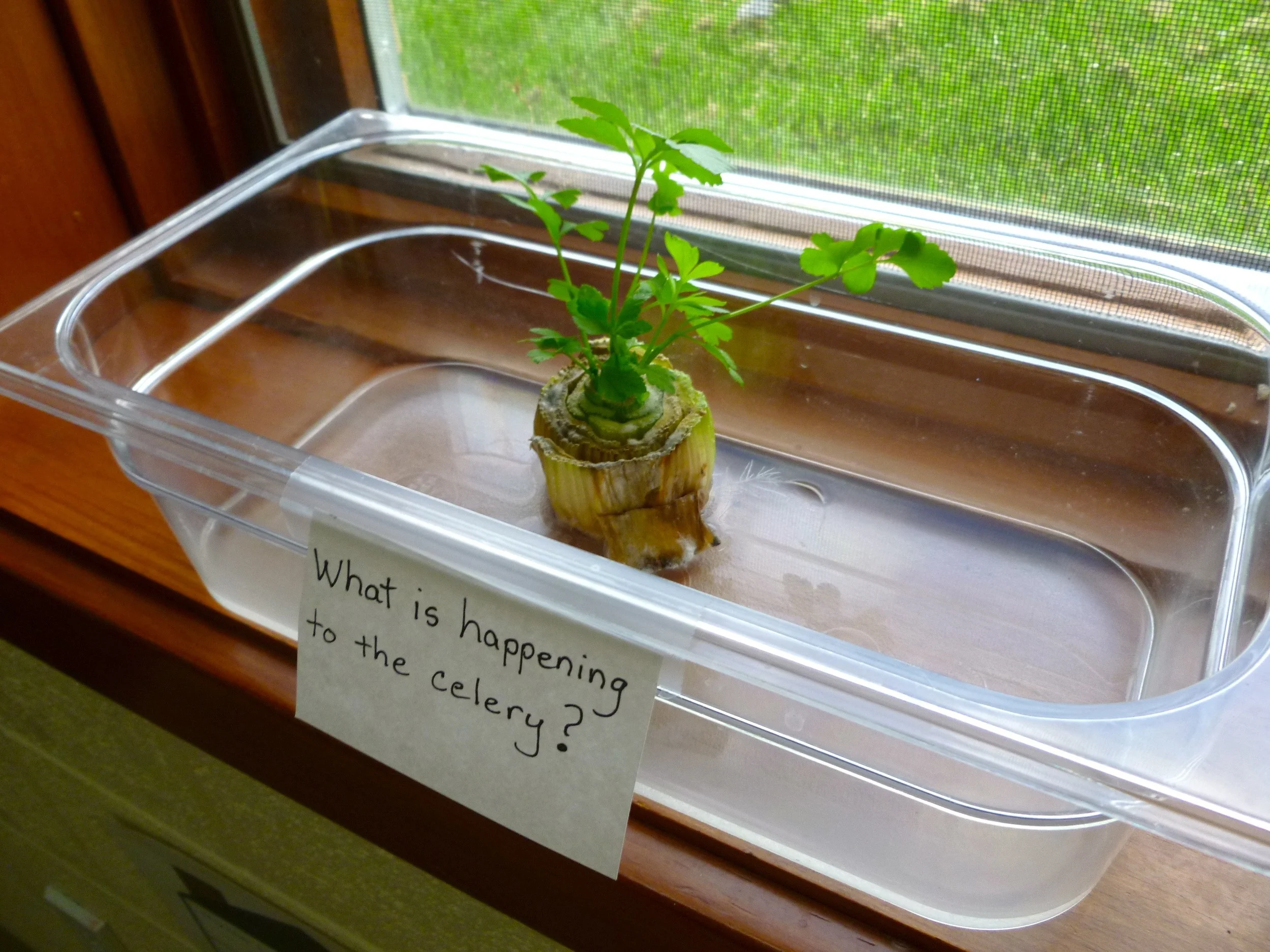 Science Experiment