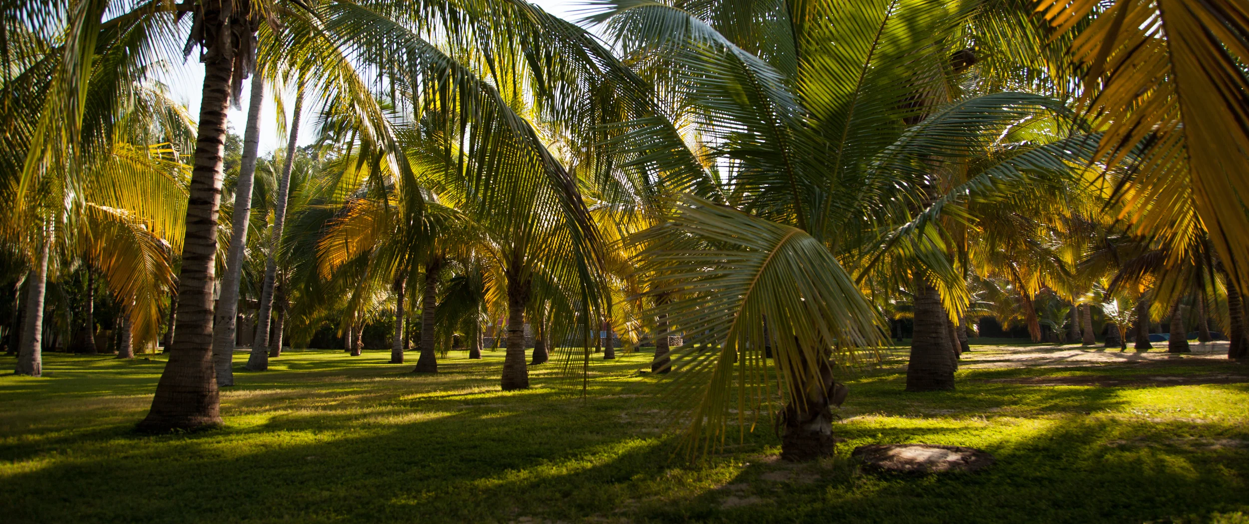Tropical forest in Mexico