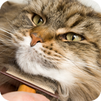 Regular brushing your cat will help prevent the matting of hair.