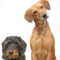Where you go to get your pet is just as important as what kind of pet you get.