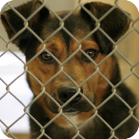 Rescue agency animals are often already housebroken and know some basic obedience.