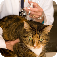 Experts agree that widespread use of vaccines within the last century has prevented death and disease in millions of animals.