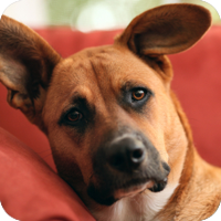 In this section, learn how to help your pet feel at home!