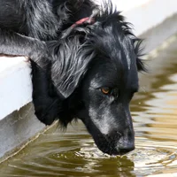 Kidney Disease & Your Dog Kidney disease can be very serious. Infections, toxins, drugs, and even some foods can cause renal damage. Symptoms include vomiting, lethargy, and a poor appetite. Treatment requires IV fluid therapy. Other medications depend upon the cause.