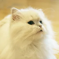 Could My Cat Have Kidney Failure? Renal failure can occur in cats of any age, although senior cats are at increased risk for chronic renal failure. For both acute and chronic renal failure, early diagnosis can make a significant difference for a cat's long-term health prognosis. As a cat owner, look out for the following symptoms of kidney problems in your cats: • Increased water consumption and urination, or greatly reduced water consumption • Increased amount of urine in the litter box • Marked weight loss/loss of appetite • Vomiting If you suspect that your pet is suffering from chronic or acute renal failure, contact your veterinarian. Your cat's life may depend upon it.