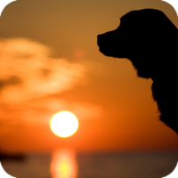 Your decision is a personal one, but it need not be a solitary one. Your veterinarian and your family and friends can assist and support you.
